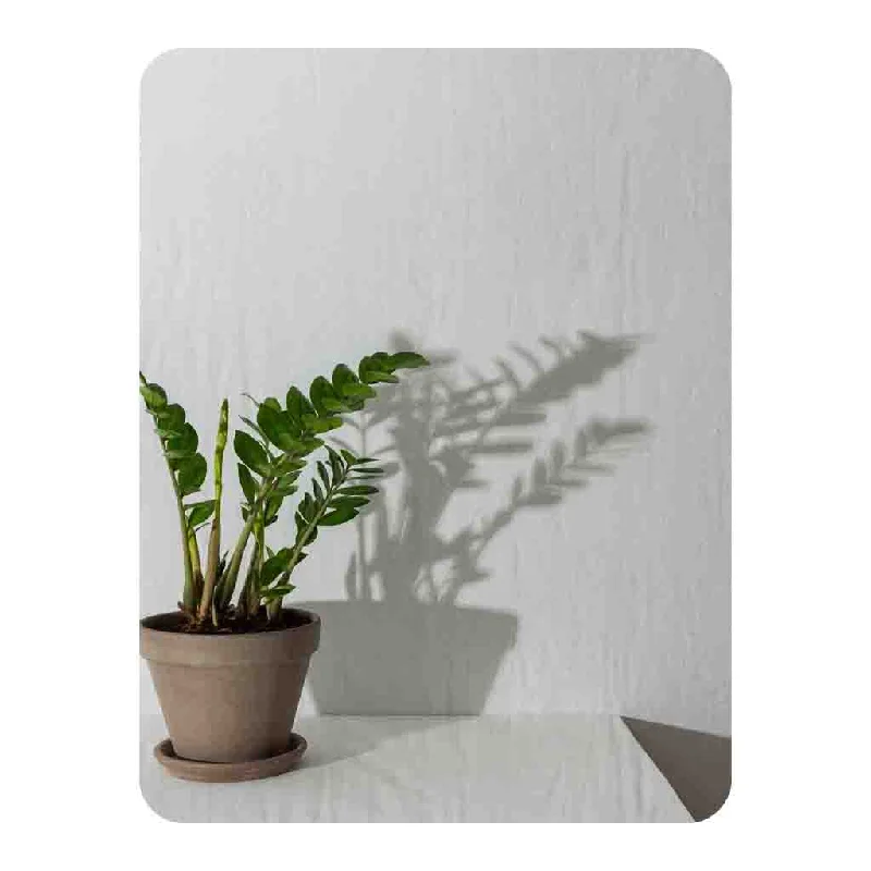 Silk blankets with a smooth and elegant touchBamboo fiber blankets with natural antibacterial propertiesZamioculcas Blanket Silk blankets with a smooth and elegant touchBamboo fiber blankets with natural antibacterial propertiesZamioculcas Blanket